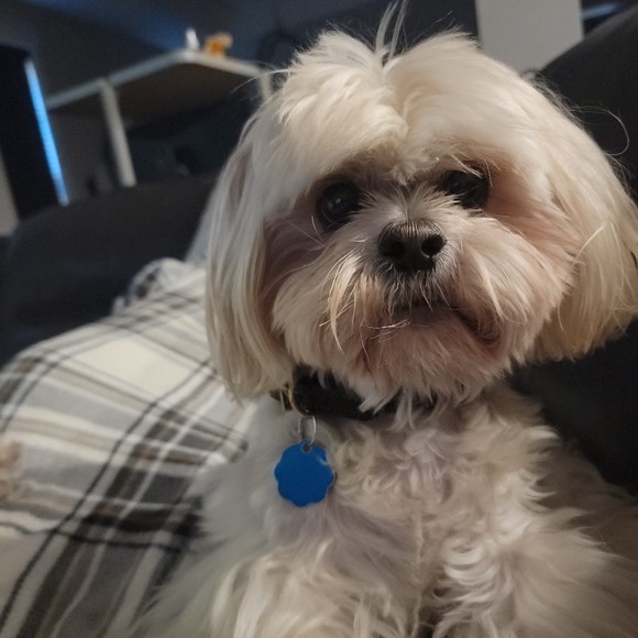 Meet your Posher, Susan - Picture 1 of 1